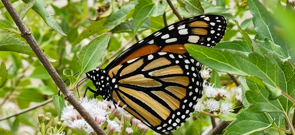 A Step-by-Step Guide to a Thriving Native Texas&nbsp;Landscape