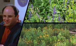 Doing the Opposite: Five Lessons from George Costanza for Creating a Thriving Native Plant&nbsp;Landscape