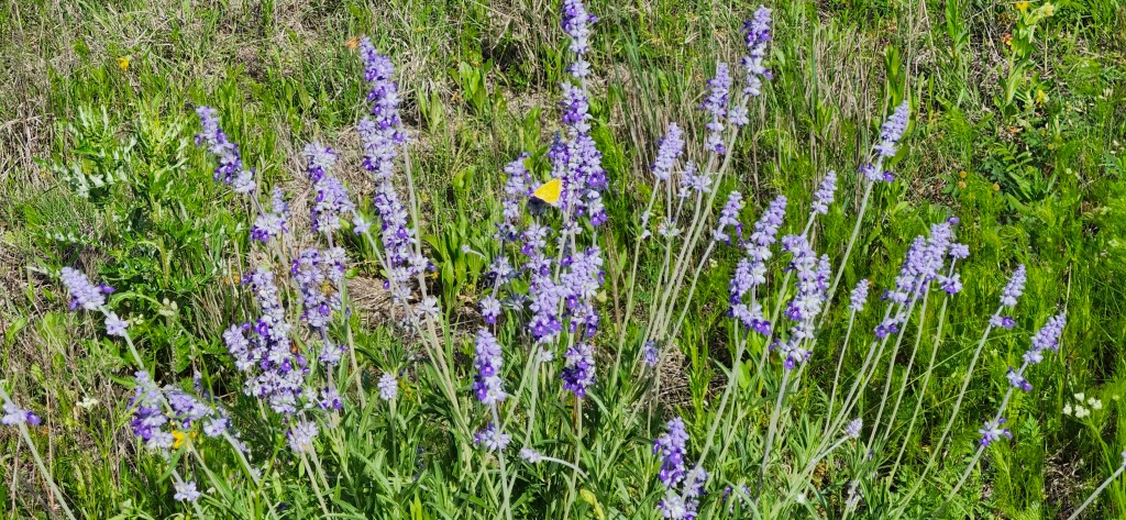 Mealy Blue Sage — A Surefire&nbsp;Winner