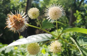 Button, Button, Who’s Interested in the&nbsp;Buttonbush?