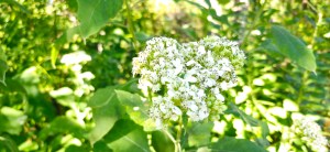 Frostweed: A Late-Season Refuge for&nbsp;Pollinators