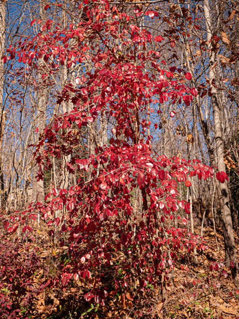 Rusty Blackhaw Viburnum — Funny Name, Seriously Good Native&nbsp;Tree