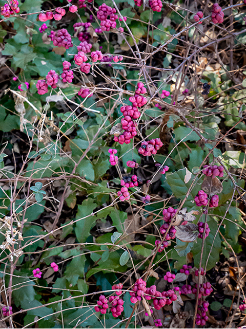 Coralberry: The Engineering Wonder of the&nbsp;Understory