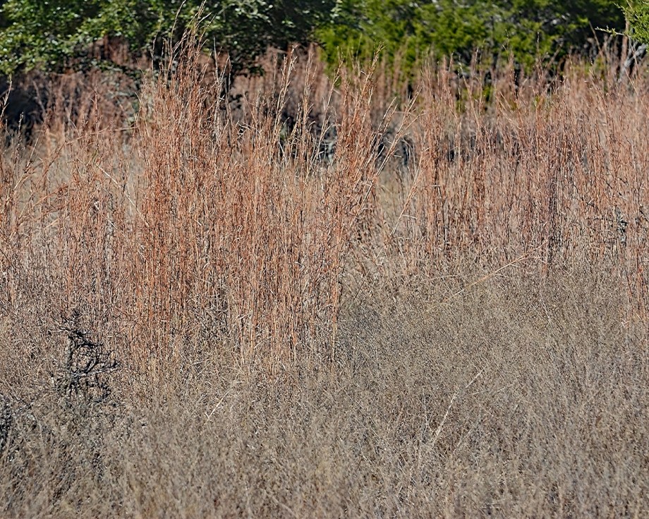 8 Native North Texas Grasses to Simplify Your&nbsp;Landscaping