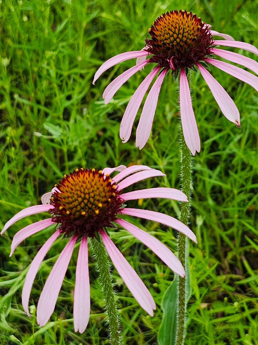 A Beginner’s Guide to Identifying Native North Texas&nbsp;Plants
