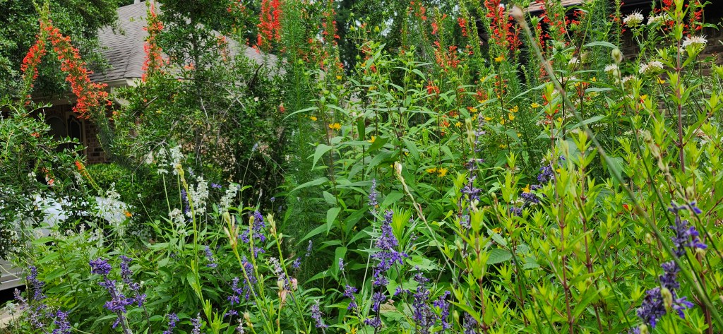 Embracing Change: How Native Plants Revitalize Our Yards and Ourselves