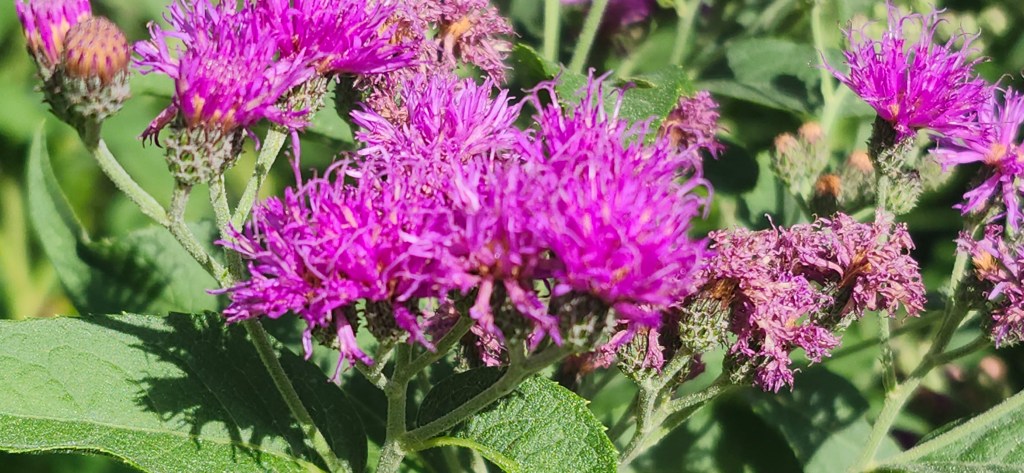 Western Ironweed: A Pollinator That Can Take the&nbsp;Heat