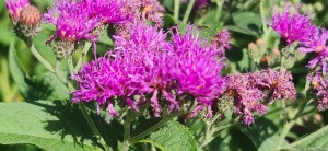 Western Ironweed: A Pollinator That Can Take the&nbsp;Heat