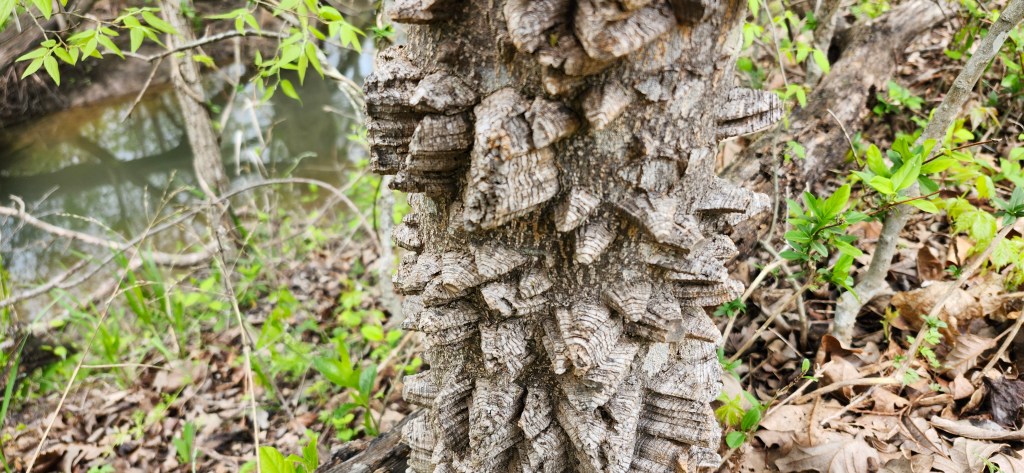 Hercules’ Club: The Ancient Warrior of Texas&nbsp;Woodlands