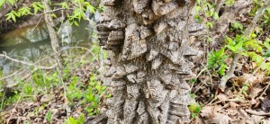 Hercules’ Club: The Ancient Warrior of Texas&nbsp;Woodlands