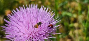 Wrongfully Accused: The Texas Thistle’s Identity&nbsp;Crisis