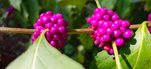 The Beauty of Beautyberry: 7 Reasons to Love This Native&nbsp;Shrub