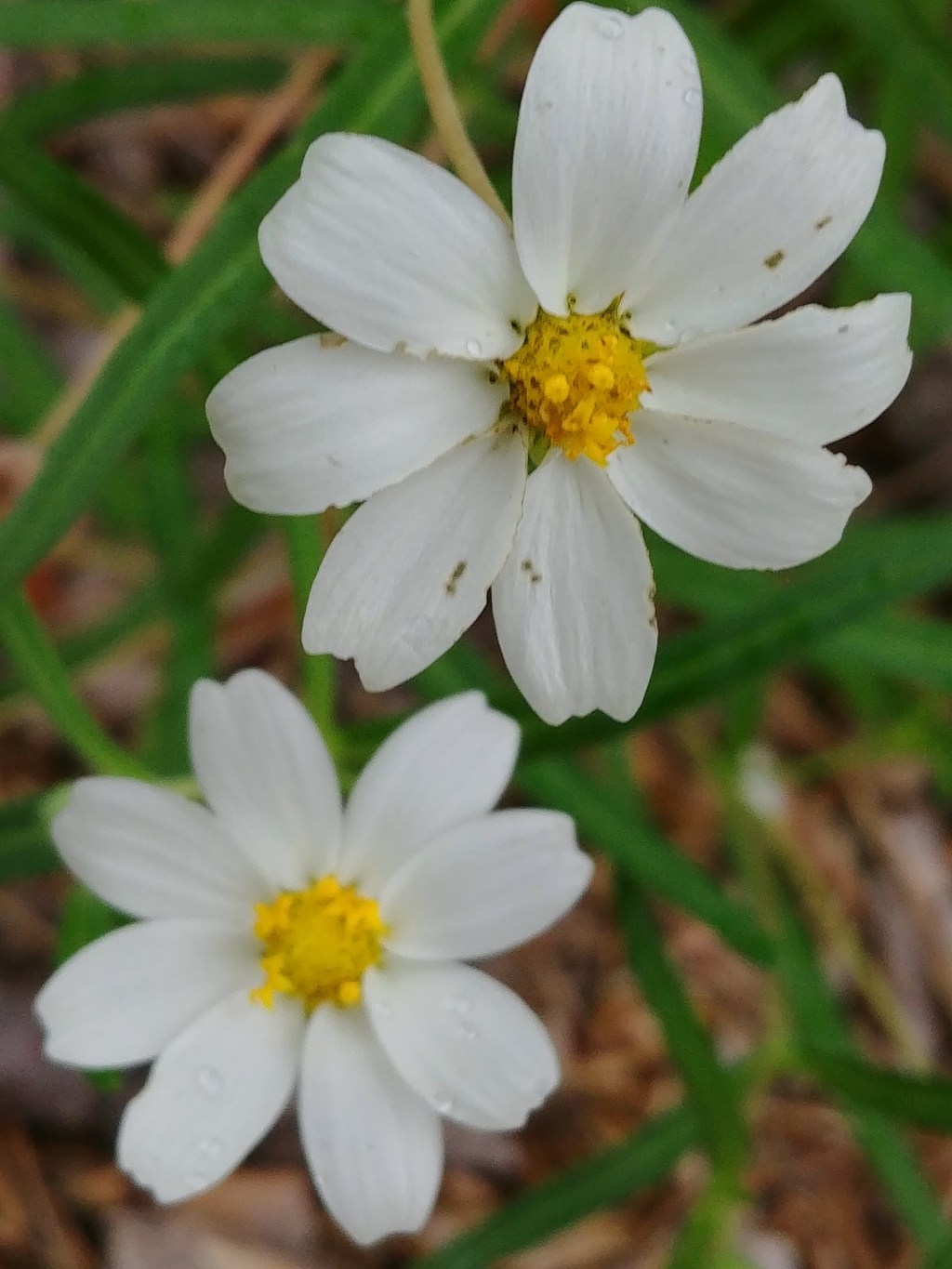 Low-Maintenance Beauties: 10 Drought-tolerant Native&nbsp;Perennials