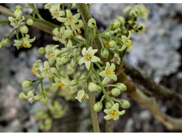 Beyond the Itch: The Shape-Shifting Eastern Poison Ivy