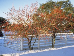 Get A Dose of Winter Brightness with Possumhaw&nbsp;Holly