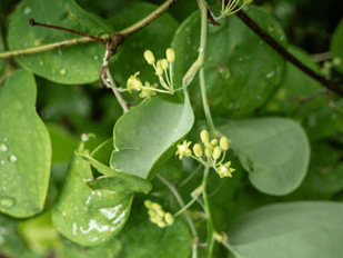 Greenbrier: Texas-Tough Vines with a&nbsp;Purpose