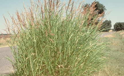 Battling Invasives: The Destructive&nbsp;Johnsongrass