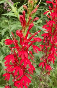 A Valentine’s Tribute to Native Texas&nbsp;Plants