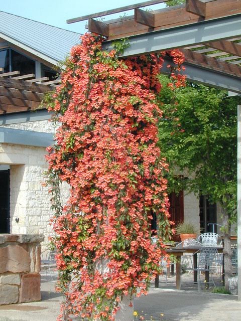 Creating Vertical Gardens: Native Vines of North&nbsp;Texas
