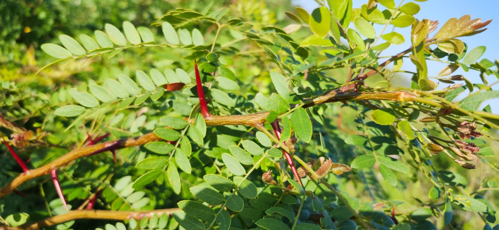 Honey Locust: An Enigma of Thorns and&nbsp;Sweetness
