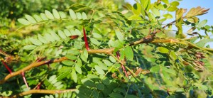 Honey Locust: An Enigma of Thorns and&nbsp;Sweetness