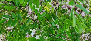 Nature’s Jewelry: The Beauty of Eve’s&nbsp;Necklace