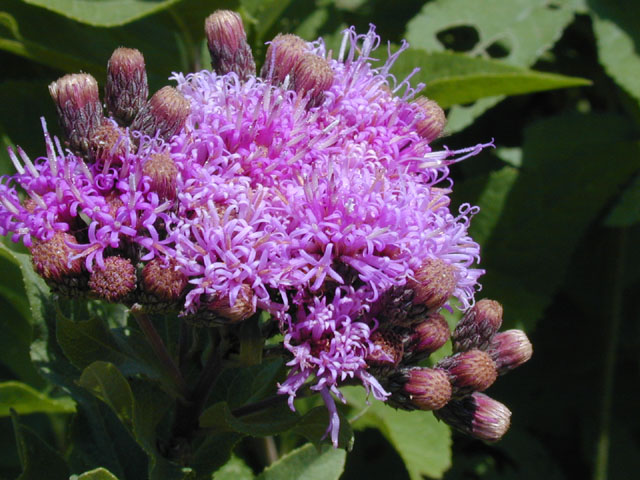Don’t Judge a Native Plant by its Weedy&nbsp;Name
