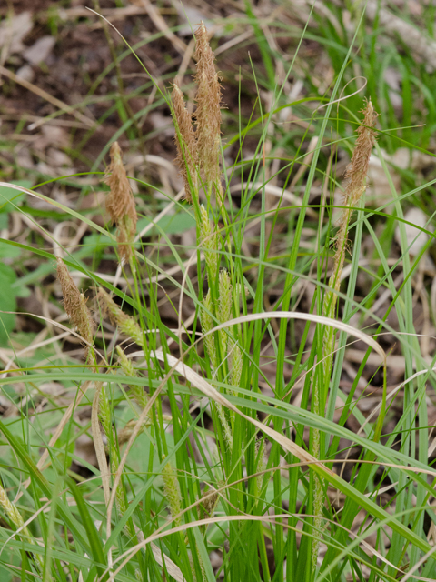 Hardy and Humble Gems of North Texas – Native&nbsp;Sedges
