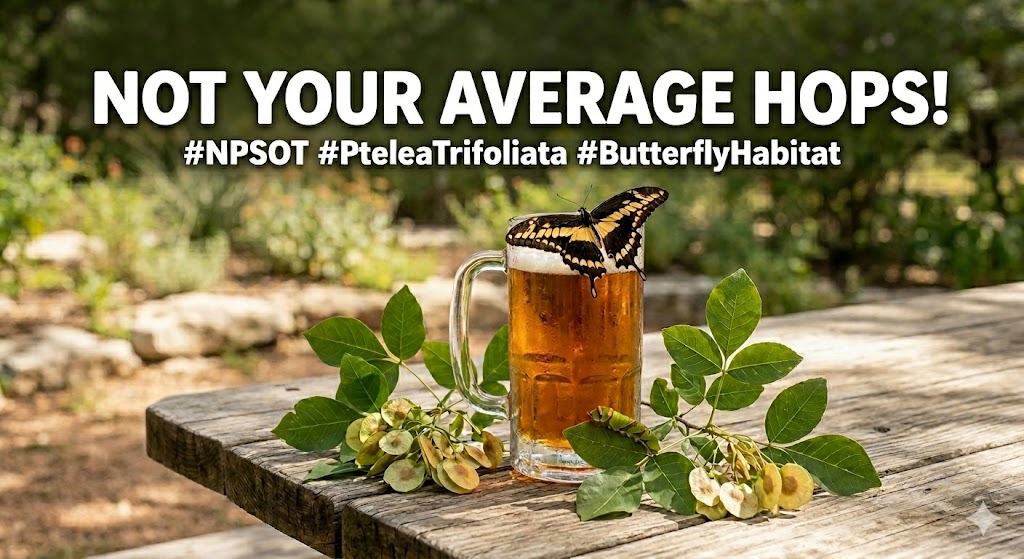 Neither Hops Nor Ash: Getting to Know Ptelea trifoliata