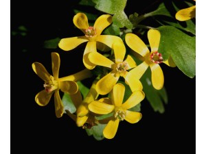 The In-Between Appeal of Clove&nbsp;Currant