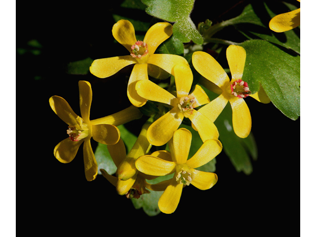 The In-Between Appeal of Clove&nbsp;Currant