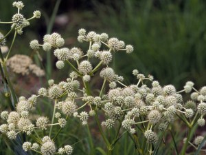 Rattlesnake Master: A Pollinator’s&nbsp;Dream