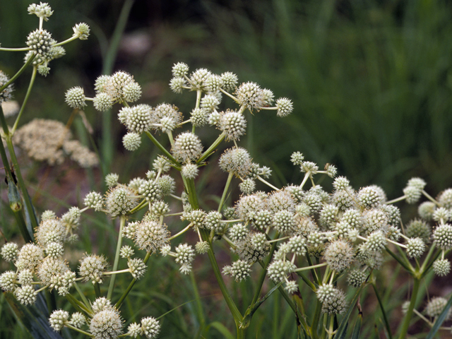 Rattlesnake Master: A Pollinator’s Dream