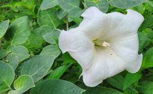 Twilight in the Garden of Good and Evil: The Cultural Legacy of&nbsp;Jimsonweed