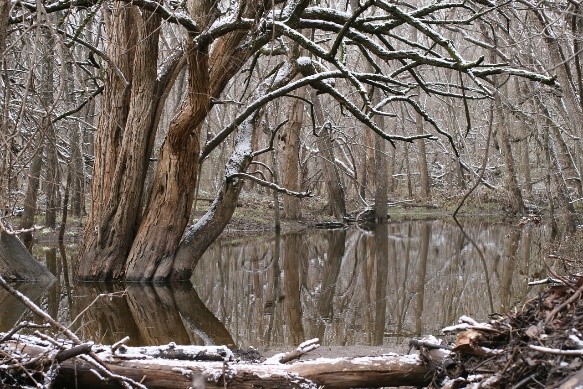 16 Reasons Why Bois d’Arc is North Texas’ Most Interesting Native Species