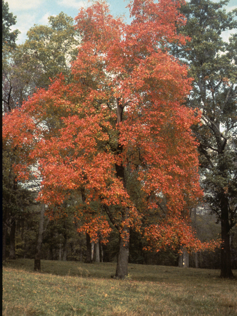 Autumn Leaves: Four Native Trees for Your North Texas&nbsp;Landscape