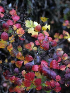 Red and Resilient: Texas Native&nbsp;Sumacs